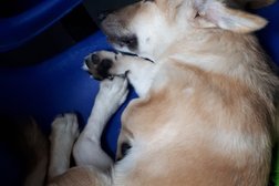 Canine Distemper Rehabilitation Center